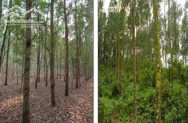 Hình ảnh Cần bán nhanh-Đất Hồng Thắng-Hoà Thắng-Lâm Đồng-DT 8.250m2 1