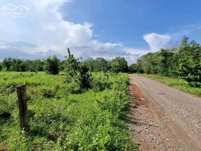Hình ảnh Nhiều đất Sào Ngộp-Hàm Thuận(Hàm Đức)-Lâm Đồng-Gần sân bay Thiện Nghiệp-Phan Thiết 0
