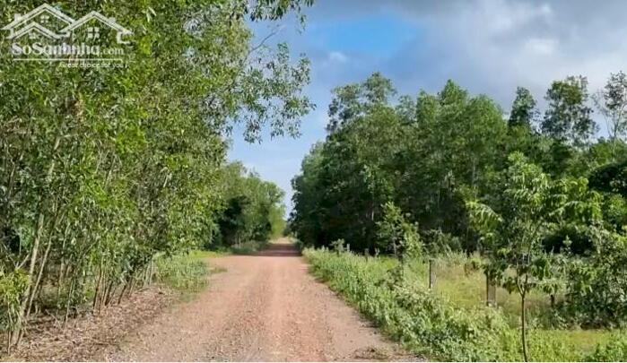 Hình ảnh Nhiều đất Sào Ngộp-Hàm Thuận(Hàm Đức)-Lâm Đồng-Gần sân bay Thiện Nghiệp-Phan Thiết 1