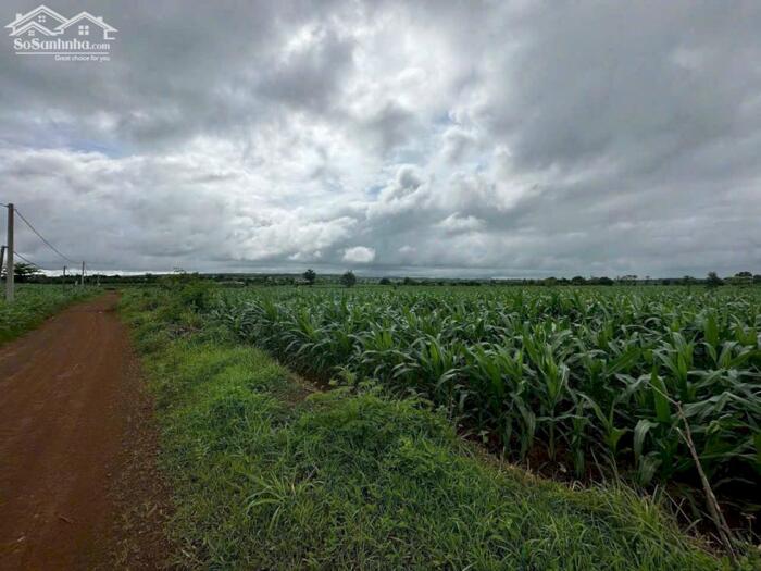 Hình ảnh Chư Pưh- Gia Lai dt hơn 5000m2 mặt tiền dài miên man 70m oto tới đất đất đỏ bazan giá chỉ 290tr bao sổ 0