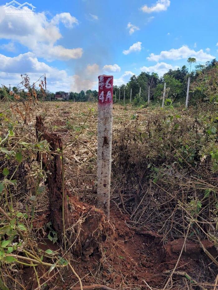Hình ảnh Chư Sê- Bờ Ngoong- Gia Lai dt hơn 500m2 full hồng lên thổ cư ngay được đường 2 oto né nhau kdc đông gần kdl quy hoạch 38ha đất đỏ 2
