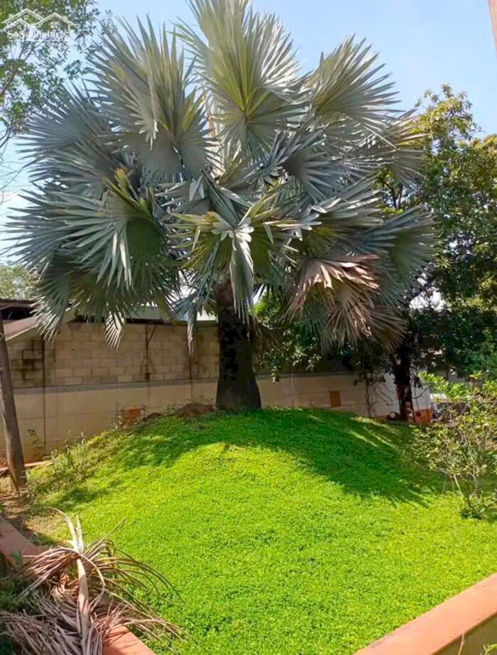 Hình ảnh Biệt Thự Sân Vườn Phường Bửu Long .Diện tích : 1.850m2. Gần Bờ Kè Sông ĐỒNG NAI 6