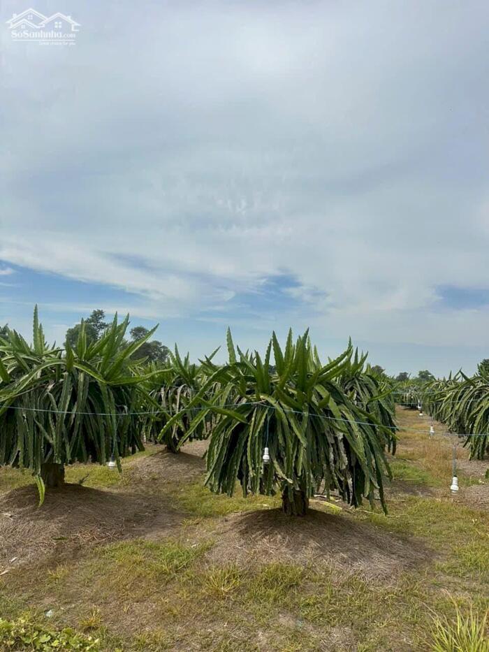 Hình ảnh Đất vườn Thanh long,View Suối-Hàm Minh-Hàm Thuận Nam-Gần QL1A,hướng Biển-6.500m2CLN 2