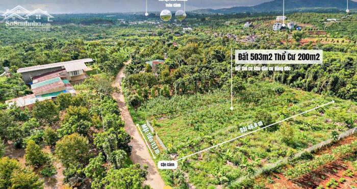 Hình ảnh Đất dt ở Bảo Lâm Bảo Lộc, giá ngộp 0