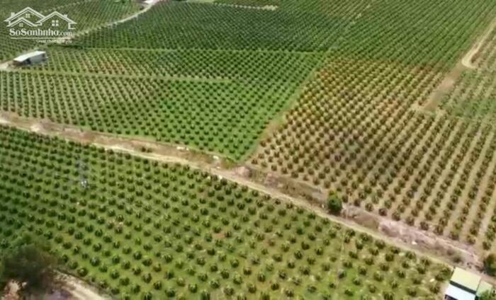 Hình ảnh Đại Hạ Giá-Đất hướng Biển-3 mặt tiền Nhựa-Hàm Kiệm-Hàm Thuận Nam-DT 7.200m2 2