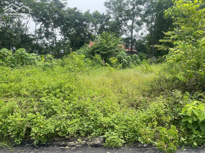 Hình ảnh Bán đất thổ cư thôn kiên tràng, tam quan, tam đảo. ( xã Tam dương bắc mới) 1