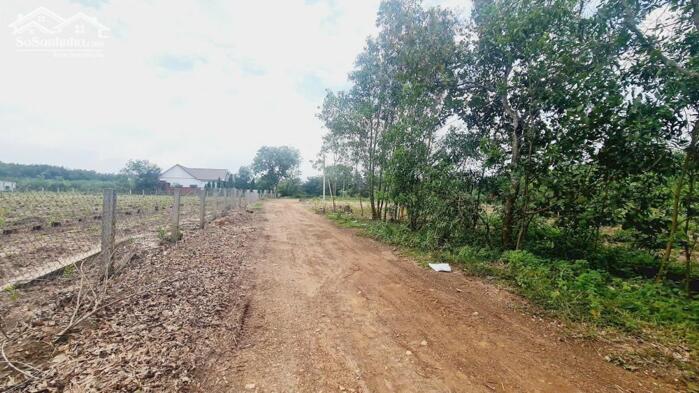 Hình ảnh bán gấp 103x115(12110m2) đất ngay KCN Sơn Mỹ, Hàm Tân, Bình Thuận. có 400m2 thổ cư, giá rẻ 5