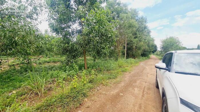 Hình ảnh bán gấp 103x115(12110m2) đất ngay KCN Sơn Mỹ, Hàm Tân, Bình Thuận. có 400m2 thổ cư, giá rẻ 0