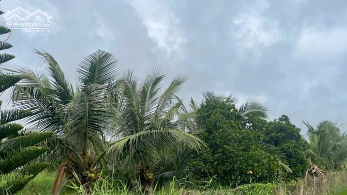 Hình ảnh 2 công đất vườn cây trái sẵn, ôtô, cần bán gần Chợ Tân Thành, Gò Công Đông, Tiền Giang 2