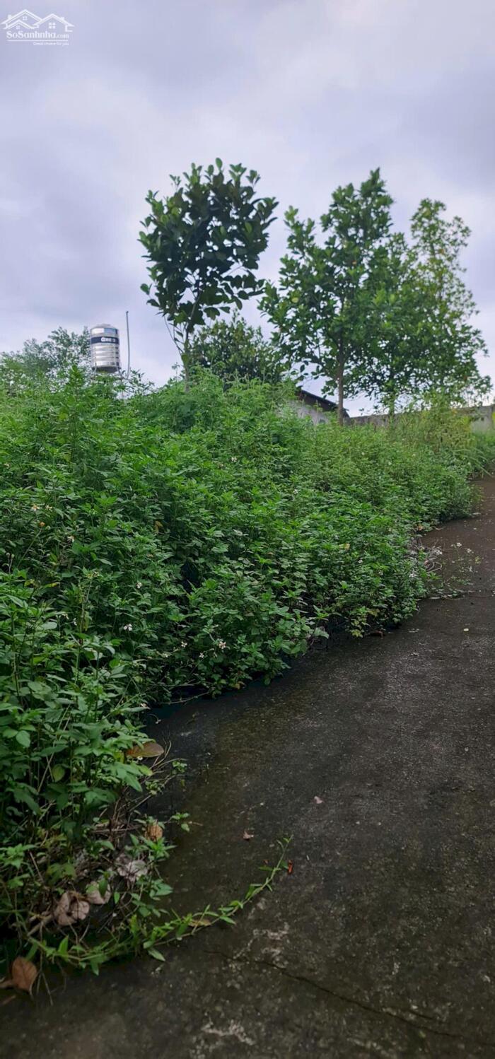 Hình ảnh Bán 800m2 đất thôn Phú Cường, xã Hướng Đạo, Tam Dương, Vĩnh Phúc 2