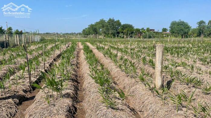 Hình ảnh 380tr B.á.n mãnh đất vườn vuông, đẹp tại Tân Thành, Gò Công Đông, TG (nay thuộc xã Gò Công Đông, tỉnh Đồng Tháp) 3