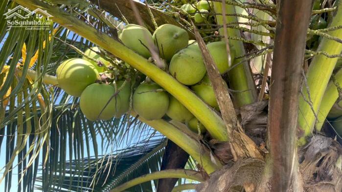 Hình ảnh 1,6 tỷ đất có vườn cây trái sẵn, mặt tiền kênh 3 gần biển Rạch Bùn, xãTân Điền, Đồng Tháp 4