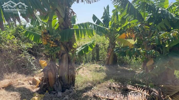 Hình ảnh (52x30) đất vườn cây trái sẵn, mặt tiền kênh 3 gần biển Rạch Bùn, Tân Điền, tỉnh TG 1,6tỷ 6