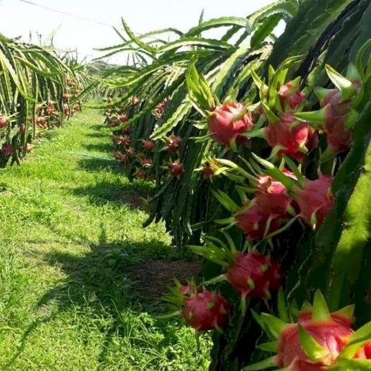 Hình ảnh Đất vườn Thanh Long ruột Đỏ-Hàm Thuận Nam(Hàm Minh cũ)-Lâm Đồng-DT 1,3Ha 0