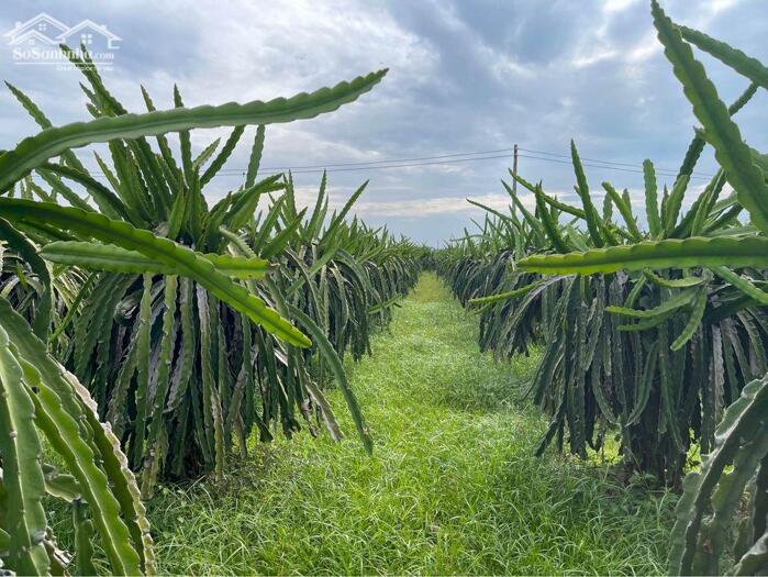 Hình ảnh Đất vườn Thanh Long ruột Đỏ-Hàm Thuận Nam(Hàm Minh cũ)-Lâm Đồng-DT 1,3Ha 1