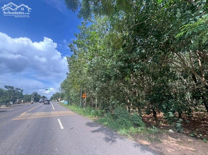 Hình ảnh Hơn 1ha cao su mặt tiền Võ Văn Kiệt-Hắc Dịch-Phú Mỹ-BRVT. 55ty 2