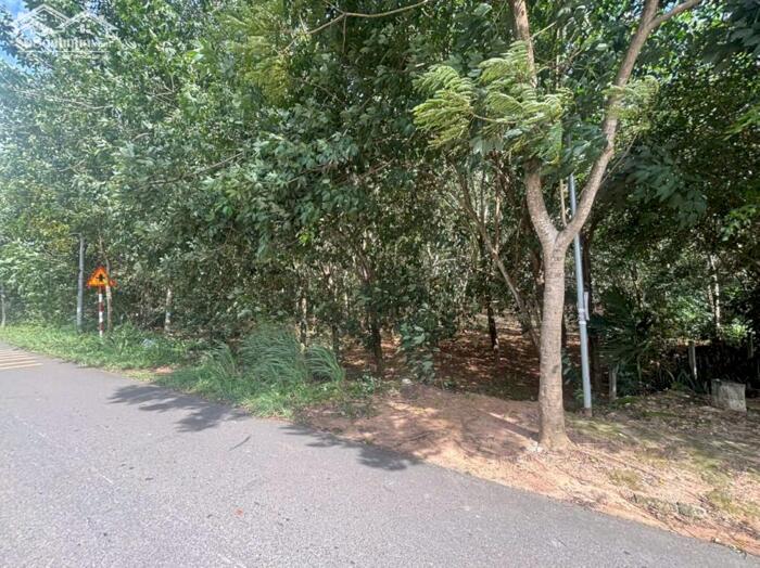 Hình ảnh Hơn 1ha cao su mặt tiền Võ Văn Kiệt-Hắc Dịch-Phú Mỹ-BRVT. 55ty 4