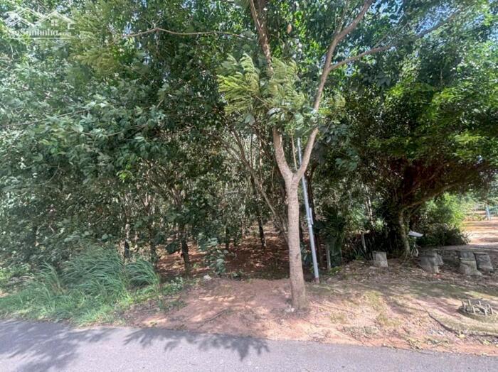 Hình ảnh Hơn 1ha cao su mặt tiền Võ Văn Kiệt-Hắc Dịch-Phú Mỹ-BRVT. 55ty 5