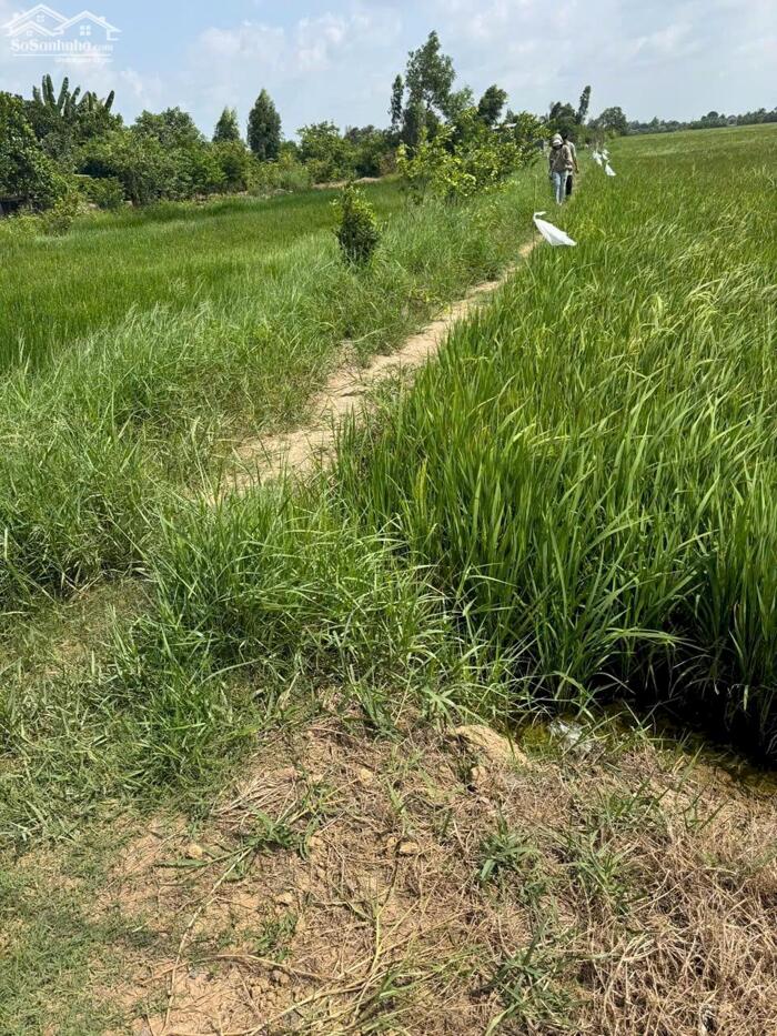 Hình ảnh Đất lúa 600m2 xã Long Hựu phù hợp khách tài chính thấp 190tr trọn sổ 1