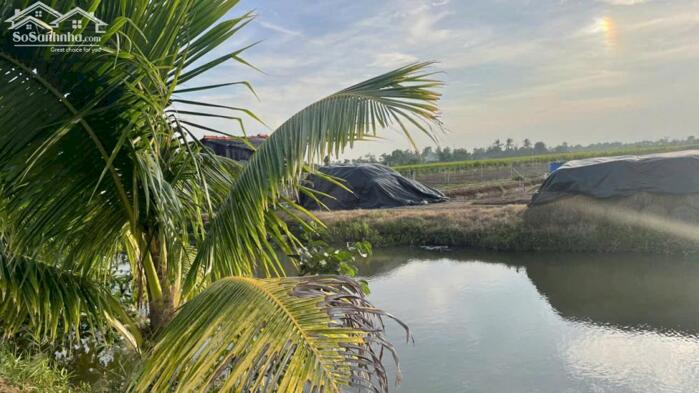 Hình ảnh Bán 2.000m2 đất cây, ôtô giá 300tr/1000m2 tại Tân Điền, Gò Công (nay xã Tân Điền, Đồng Tháp) 0