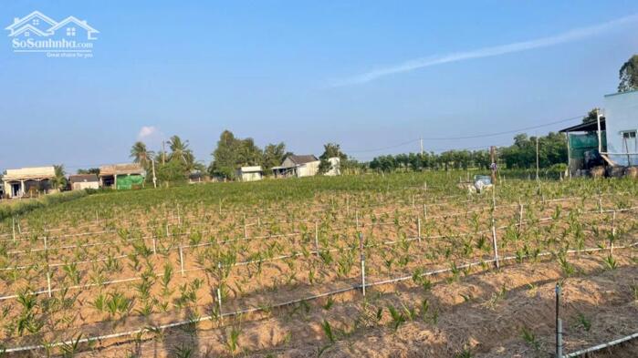 Hình ảnh B.á.n 2500m2 đất nền đẹp, mặt tiền ôtô giá 800tr/1000m2 tại Tân Điền, Gò Công (nay xã Tân Điền, Đồng Tháp) 2