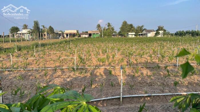 Hình ảnh B.á.n 2500m2 đất nền đẹp, mặt tiền ôtô giá 800tr/1000m2 tại Tân Điền, Gò Công (nay xã Tân Điền, Đồng Tháp) 1