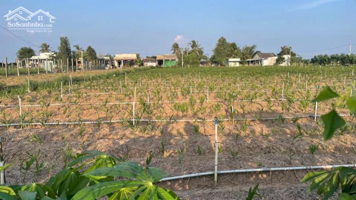 Hình ảnh B.á.n 2500m2 đất nền đẹp, mặt tiền ôtô giá 800tr/1000m2 tại Tân Điền, Gò Công (nay xã Tân Điền, Đồng Tháp) 1