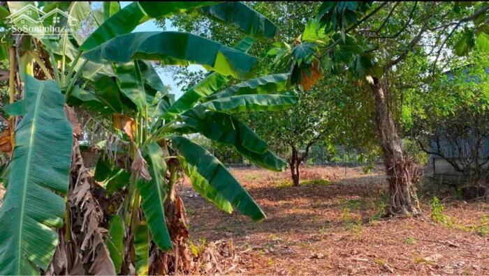 Hình ảnh Nhà Xưởng Lớn Tân Bình Vĩnh Cửu , Có đất sân vườn . Ngang 35m 0