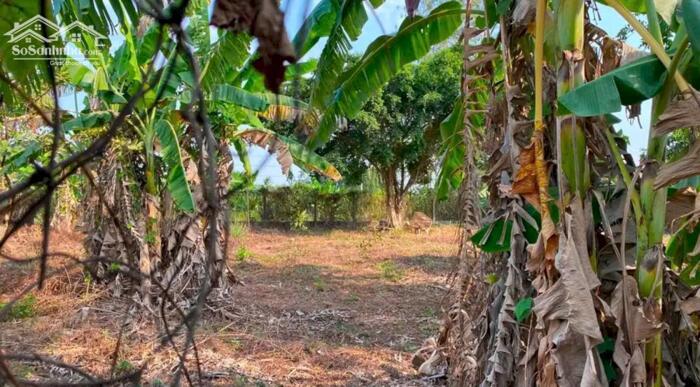 Hình ảnh Nhà Xưởng Lớn Tân Bình Vĩnh Cửu , Có đất sân vườn . Ngang 35m 1