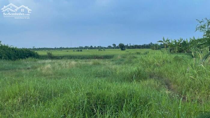 Hình ảnh 1,5 công đất thổ, ôtô gần biển Rạch Bùn - Tân Điền, Gò Công Đông, Tiền Giang nay là Đồng Tháp mới. 4