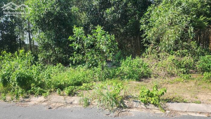 Hình ảnh Lô Đất 15x60( 897m2) 175m2 Thổ Cư Trưng Nhị Tân An Giá Cực Ngộp 3