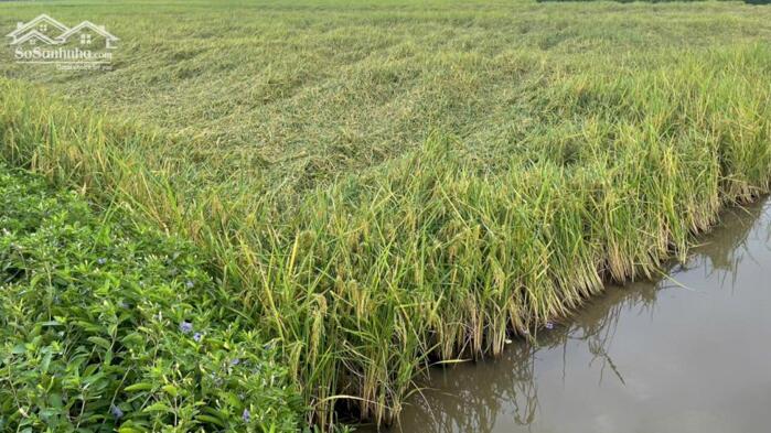 Hình ảnh B.á.n 6 công đất có 88m mt giáp đường ôtô gần biển Rạch Bùn, Tân Điền, tỉnh Đồng Tháp mới. 0