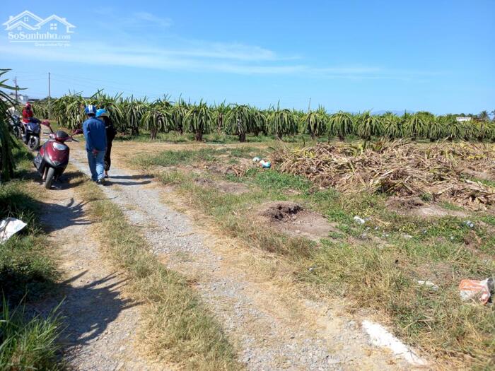 Hình ảnh Đất Ngộp-Minh Hoà-Hàm Thuận Nam(Hàm Minh cũ)-Lâm Đồng-2,4 sào+ 2,8 sào 1