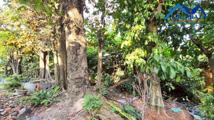 Hình ảnh Bán đất mặt tiền đường QL51-Long Thành 3000m2 giá 15 triệu/m2 1