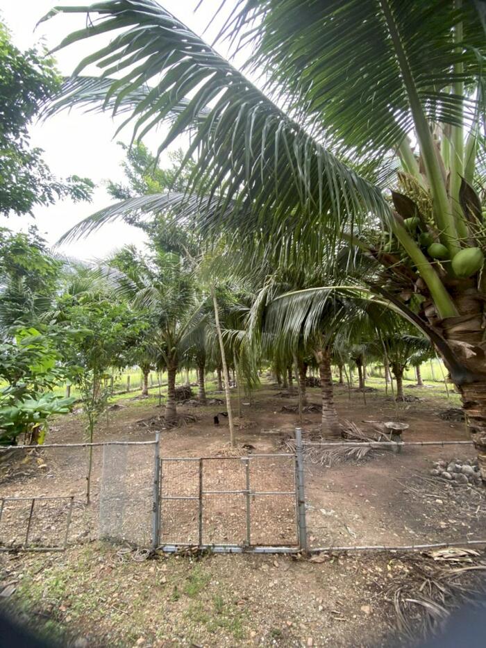 Hình ảnh Ngộp bán nhanh 2 nhà Yến-Xã Hải Ninh(Bình An-Bắc Bình cũ)-Lâm Đồng-DT đất 3.427m2 3