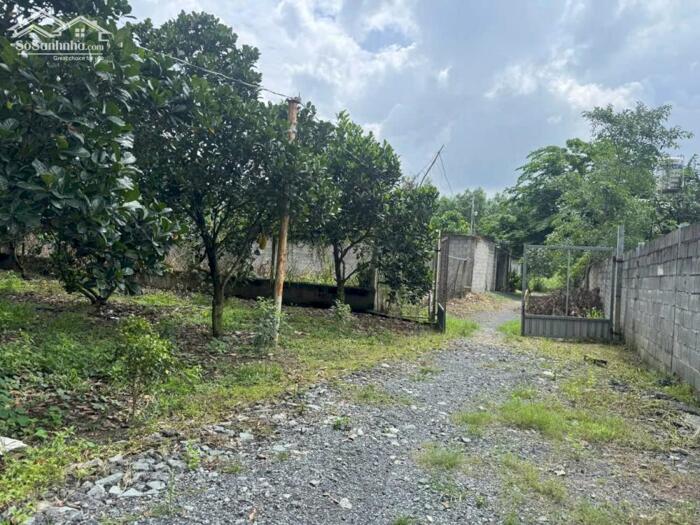 Hình ảnh Vườn Mít Bình Lợi Vĩnh Cửu Diện tích : 2000m2 ( 27 x 75 ) 0