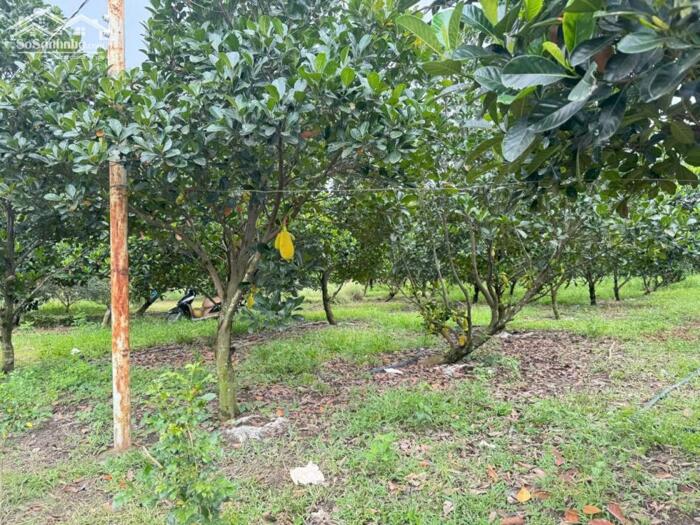 Hình ảnh Vườn Mít Bình Lợi Vĩnh Cửu Diện tích : 2000m2 ( 27 x 75 ) 1