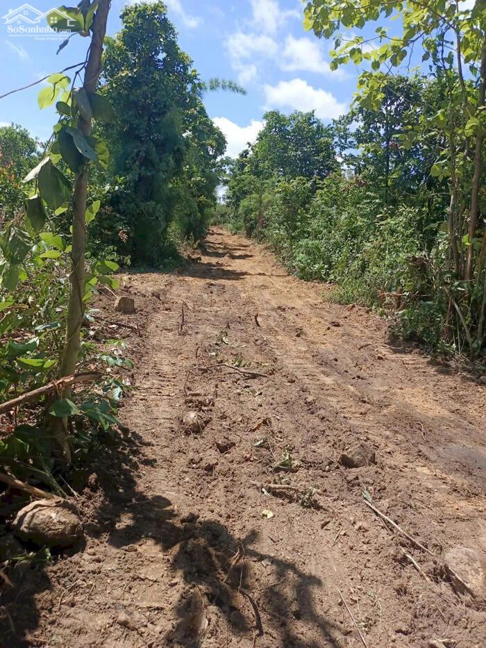 Hình ảnh Tân Hòa-Buôn Đôn- Đắk Lắk dt 10333,7m2 đường oto tới đất đã rào cọc đầy đủ chỉ 110tr/sào có 3 sổ 1