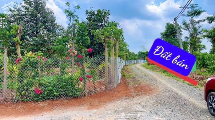 Hình ảnh Ea Hding- Cư Mgar- Đắk Lắk dt 10*50 m đất đỏ bazan trên đất full trái cây tiêu cho thu đường oto tới đất sắp đổ bê tông 1