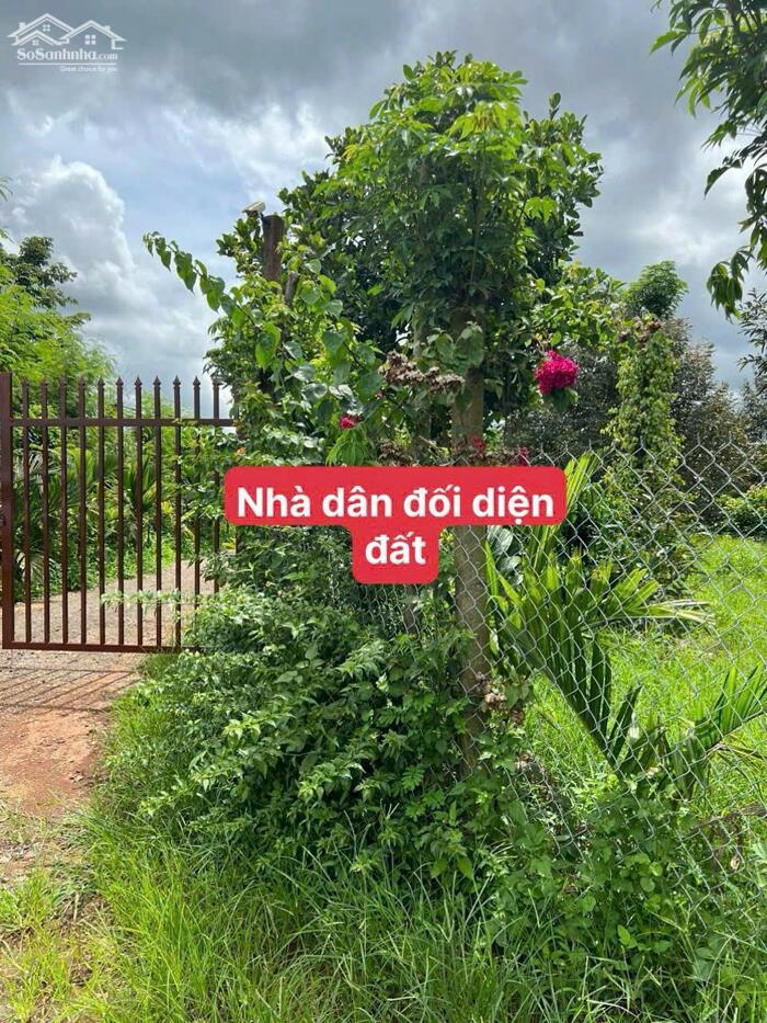 Hình ảnh Ea Hding- Cư Mgar- Đắk Lắk dt 10*50 m đất đỏ bazan trên đất full trái cây tiêu cho thu đường oto tới đất sắp đổ bê tông 2