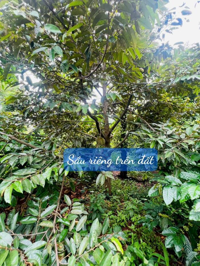 Hình ảnh Ea Hding- Cư Mgar- Đắk Lắk dt 10*50 m đất đỏ bazan trên đất full trái cây tiêu cho thu đường oto tới đất sắp đổ bê tông 3