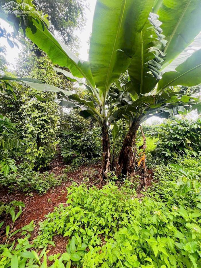 Hình ảnh Ea Hding- Cư Mgar- Đắk Lắk dt 10*50 m đất đỏ bazan trên đất full trái cây tiêu cho thu đường oto tới đất sắp đổ bê tông 4