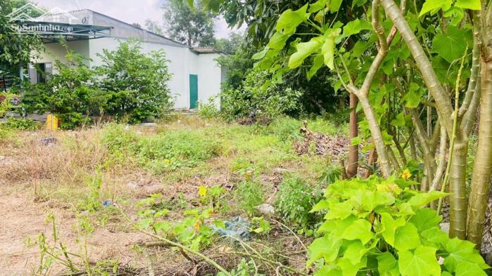 Hình ảnh 6x28(170m2) 50m2 tc Trưng Trắc Tân An LaGi Giá Đầu Tư 4