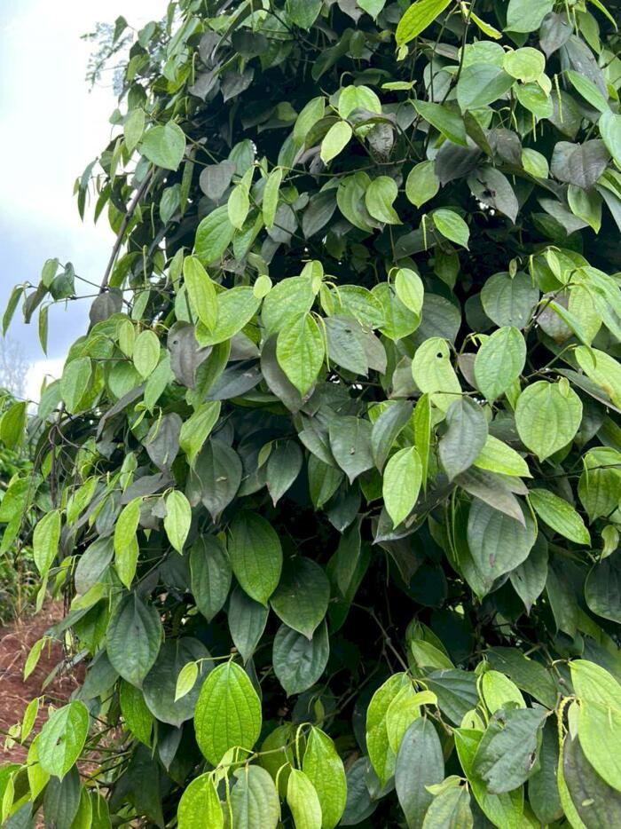 Hình ảnh Ea Khal-Ea Hleo-Đắk Lắk dt hơn 7000m2 đất đỏ bazan đỏ au nguồn thu mạnh cà phê, tiêu, cây ăn trái đất 2 mặt tiền đường 1