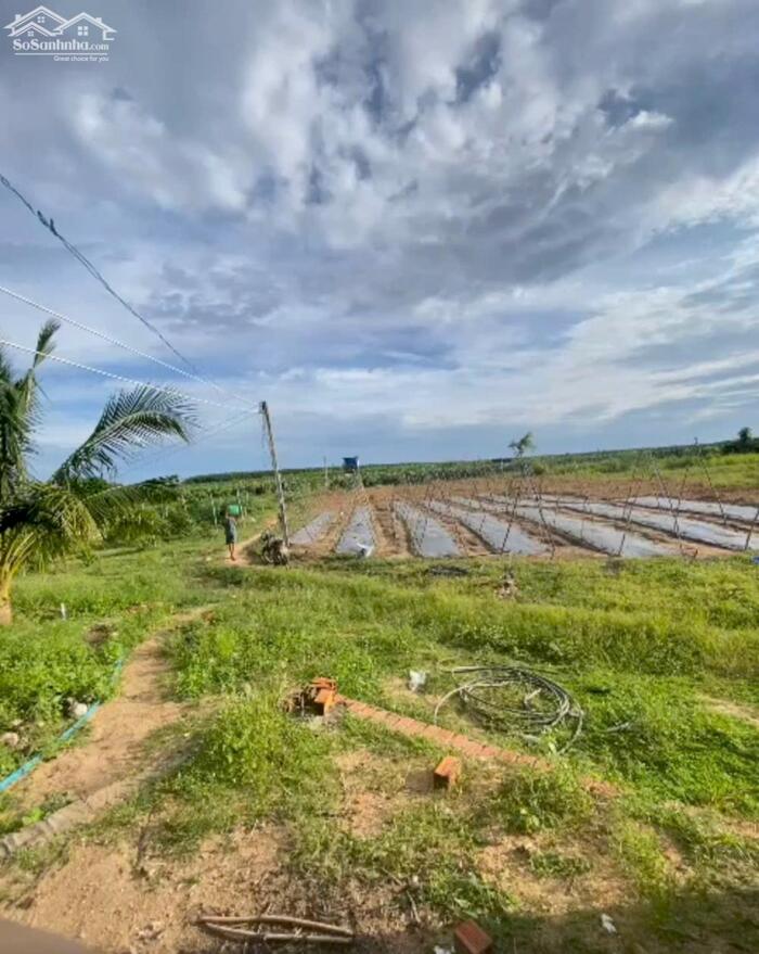 Hình ảnh 2,4 Mẫu Giá Chỉ 10 Tỷ Tân Hải LaGi Sẵn Nhà Vườn Đường Ô Tô 0