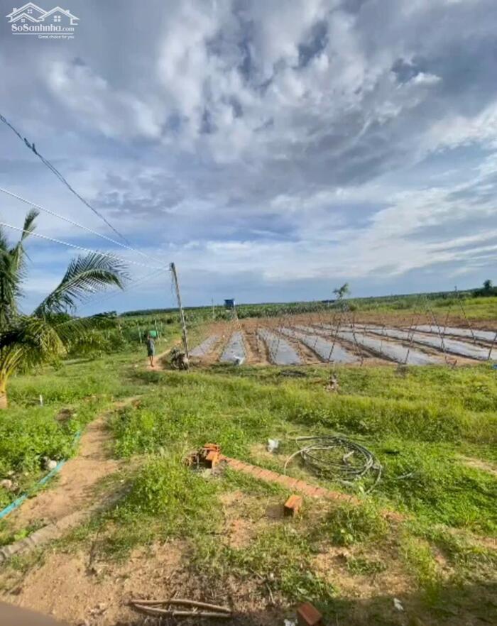 Hình ảnh 2,4 Mẫu Giá Chỉ 10 Tỷ Tân Hải LaGi Sẵn Nhà Vườn Đường Ô Tô 1