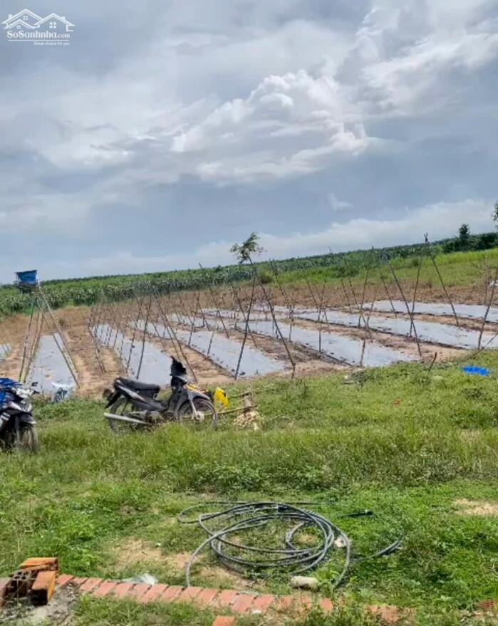 Hình ảnh 2,4 Mẫu Giá Chỉ 10 Tỷ Tân Hải LaGi Sẵn Nhà Vườn Đường Ô Tô 2