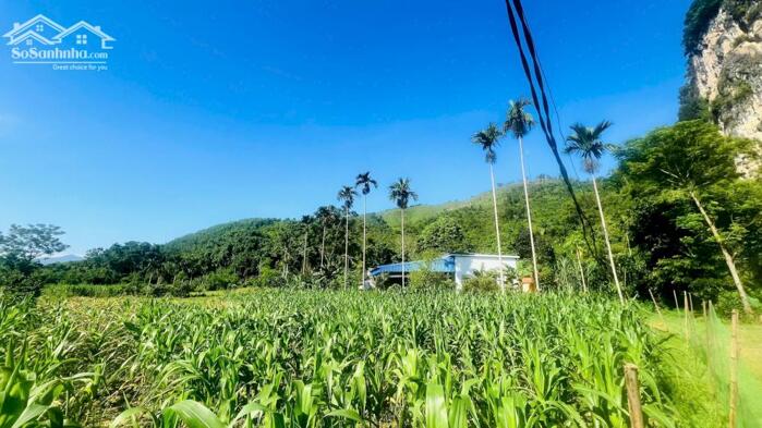 Hình ảnh BÁN ĐẤT ĐẸP NGHỈ DƯỠNG – GIÁ CHỈ 1,4 TRIỆU/m² TẠI NẬT SƠN, PHÚ THỌ 2