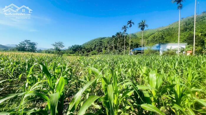 Hình ảnh BÁN ĐẤT ĐẸP NGHỈ DƯỠNG – GIÁ CHỈ 1,4 TRIỆU/m² TẠI NẬT SƠN, PHÚ THỌ 3