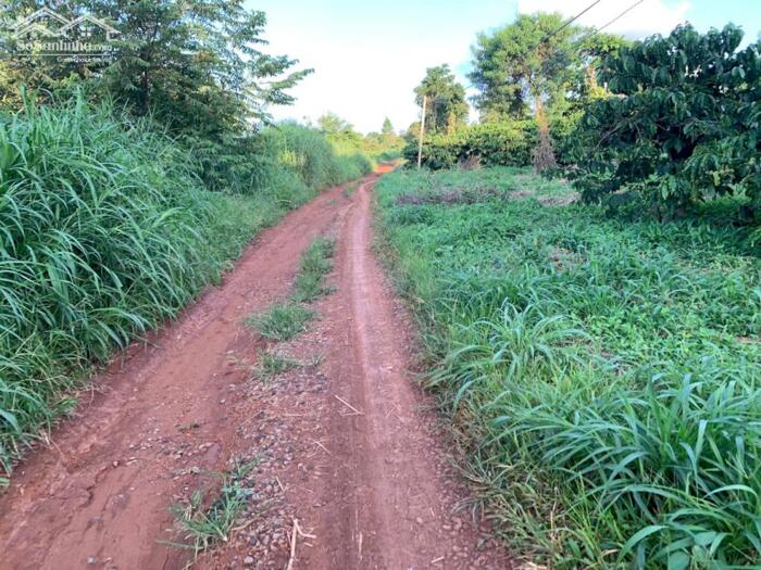 Hình ảnh Cưmagr- Đắk Lắkdt hơn 600m2 đất đỏ bazan có cà phê, tiêu, sầu riêng trên đất chỉ 149ttr bao sổ 1